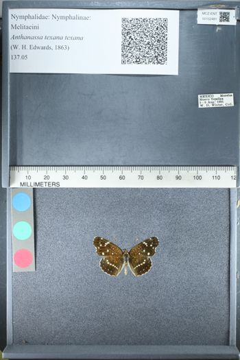 Media type: image;   Entomology 152481